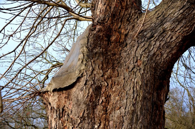 Tree Insect Treatment Service