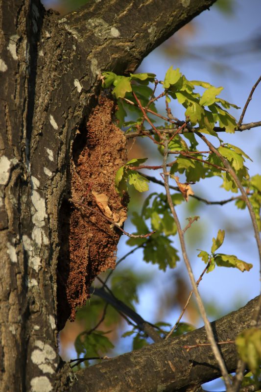 Tree Insect Treatment