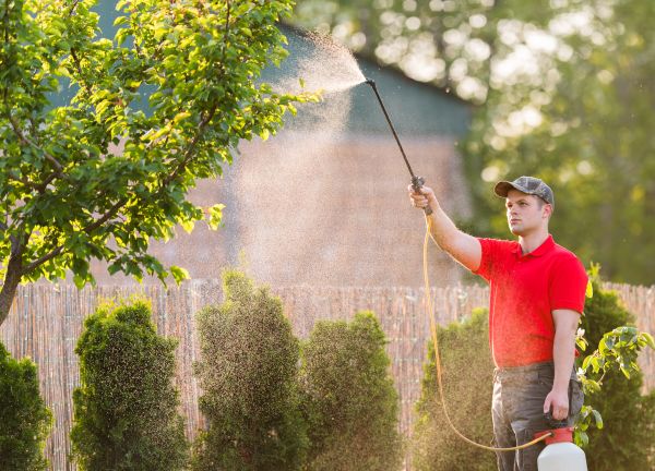Tree Spraying Service - Tree Spraying Service Red Oak, Texas